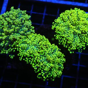 J79 - INDO FROGSPAWN BRANCH GAMMA RAY 4 HEAD