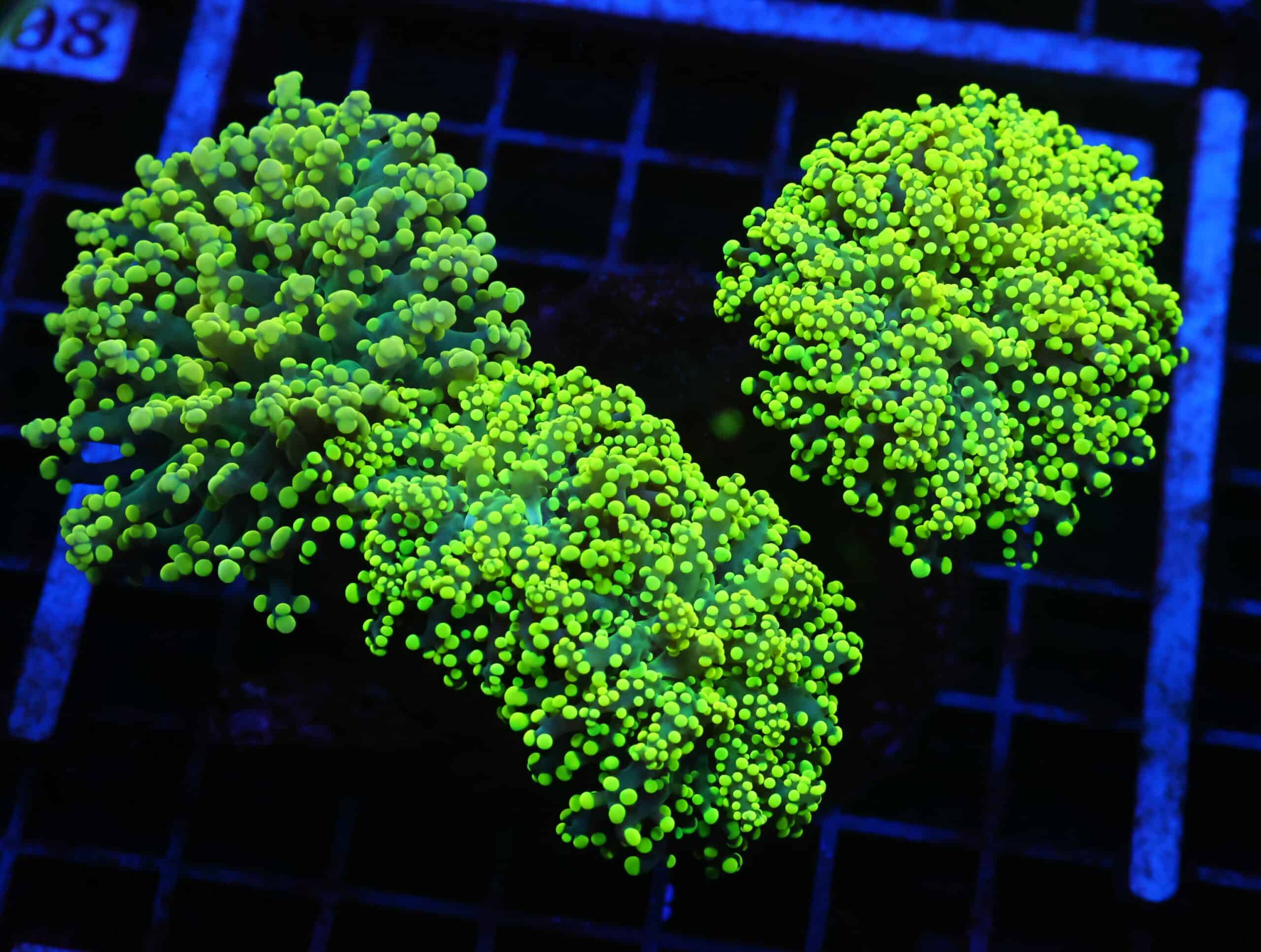 J79 - INDO FROGSPAWN BRANCH GAMMA RAY 4 HEAD