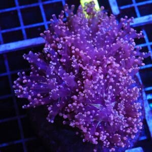J87 - INDO FROGSPAWN BRANCH PEACH 3 HEAD
