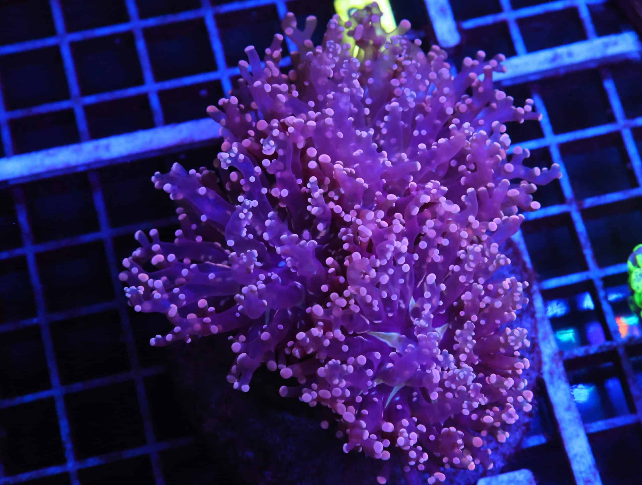 J87 - INDO FROGSPAWN BRANCH PEACH 3 HEAD