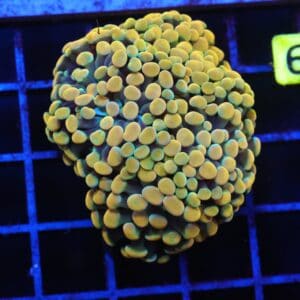 J89 - INDO HAMMER BRANCH GOLD 5 HEAD