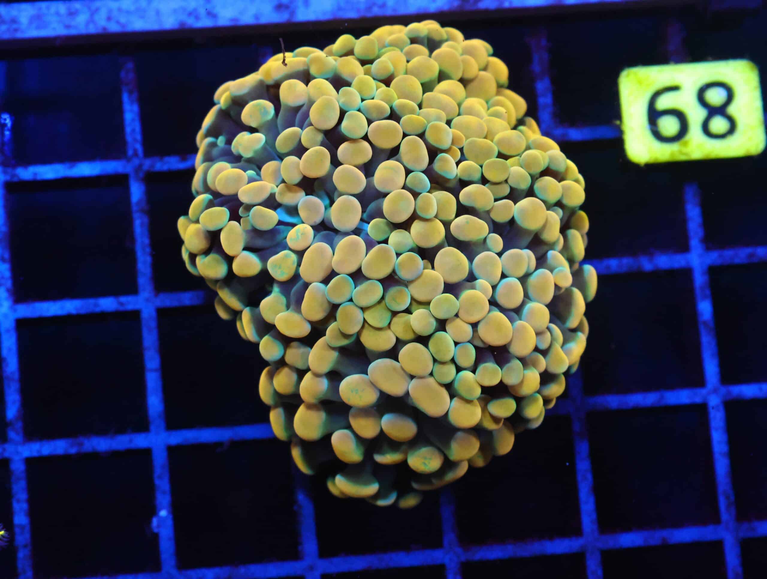 J89 - INDO HAMMER BRANCH GOLD 5 HEAD