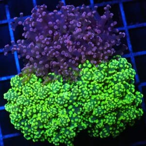 J95 - INDO FROGSPAWN BRANCH COMBO 3 HEAD