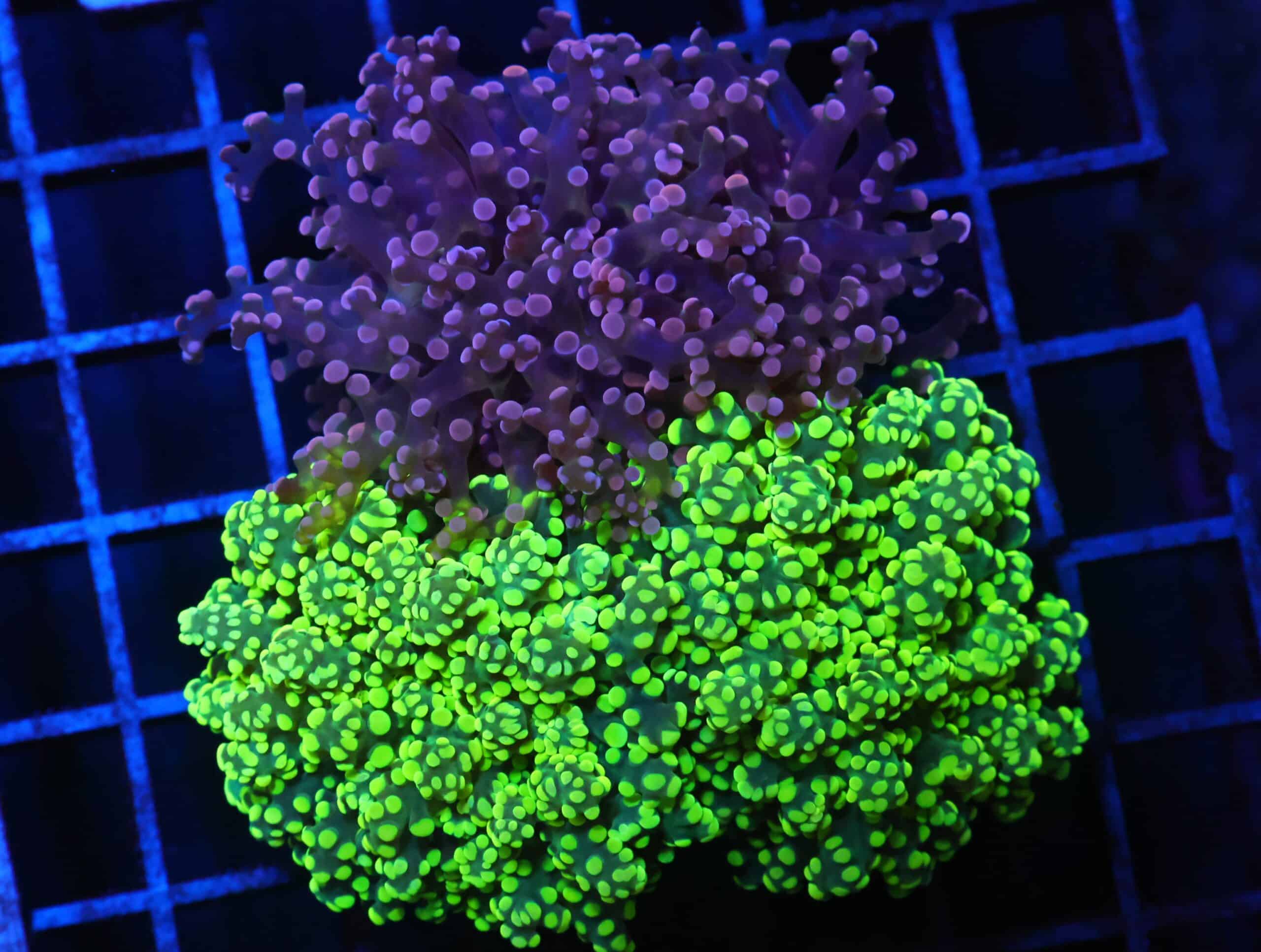 J95 - INDO FROGSPAWN BRANCH COMBO 3 HEAD