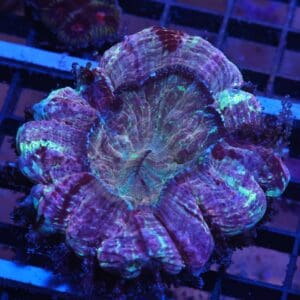 K26 - INDO MYSTIC MARGLED ACANTHOPHYLLIA