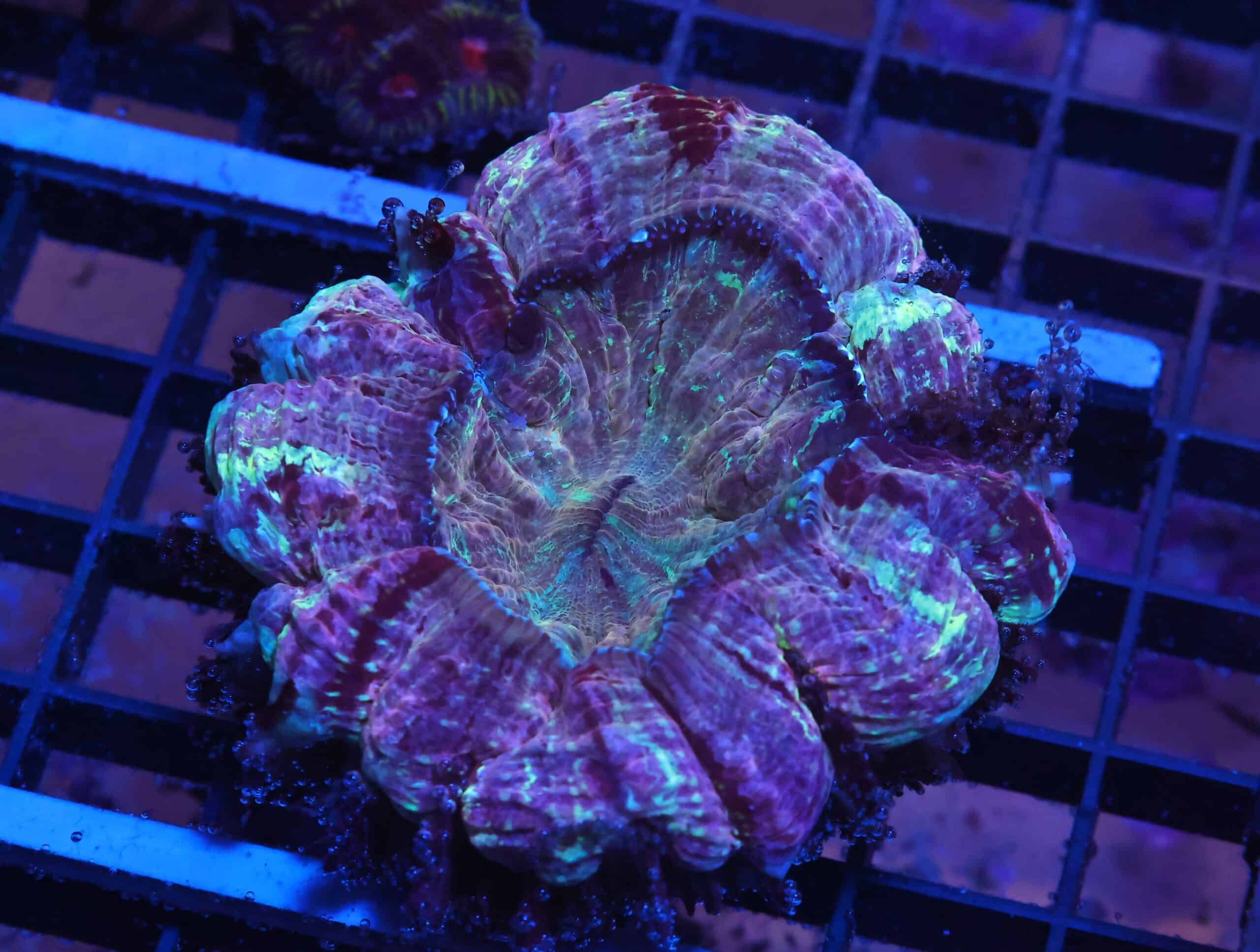 K26 - INDO MYSTIC MARGLED ACANTHOPHYLLIA