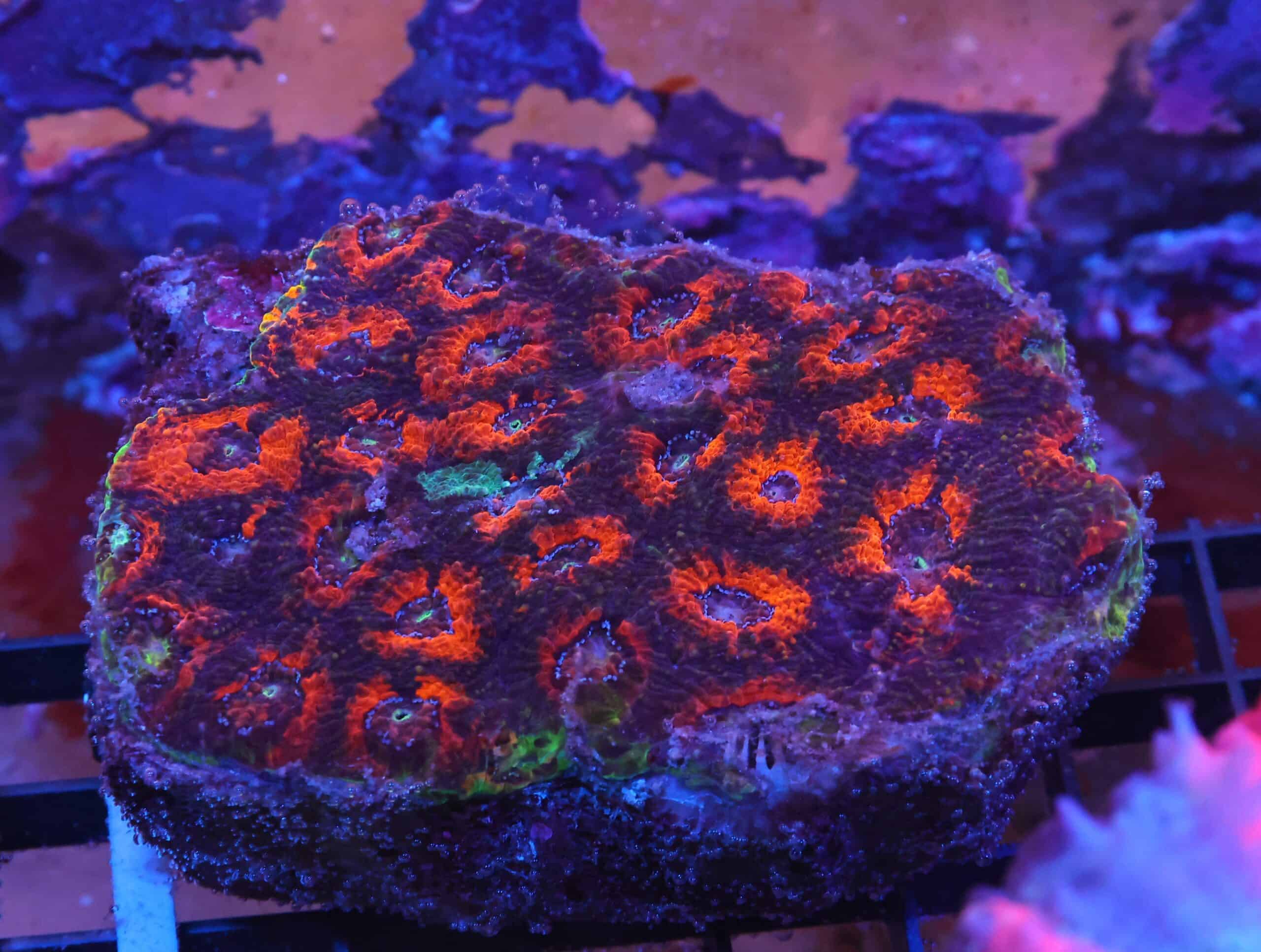 K34 - INDO ORANGE MARBLED ACAN ECHINATA