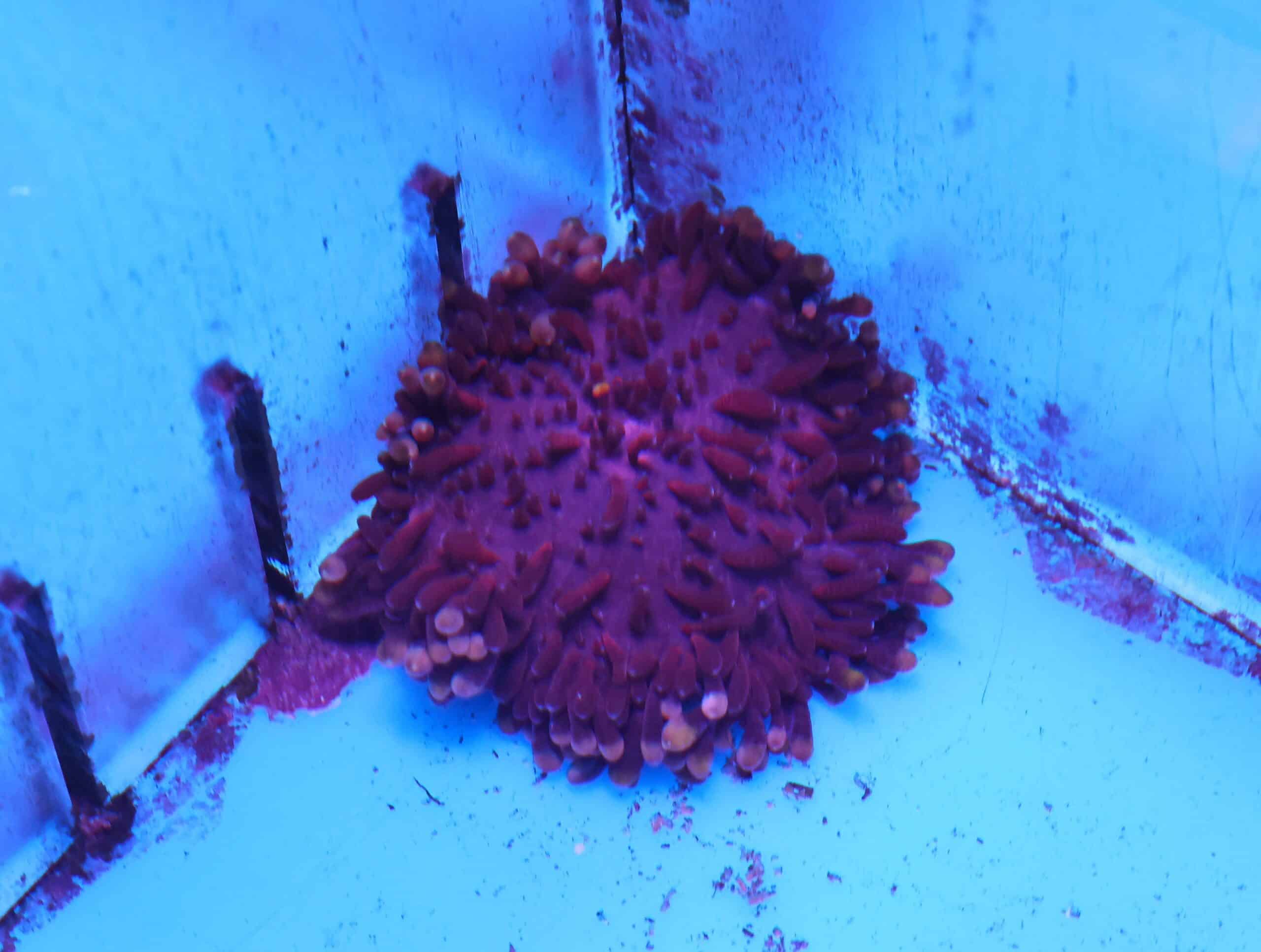 M10 - PURPLE SEBAE ANEMONE