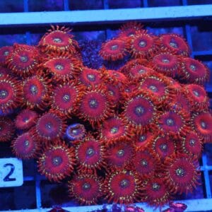 X112 - INDO RED MAGICIAN ZOA
