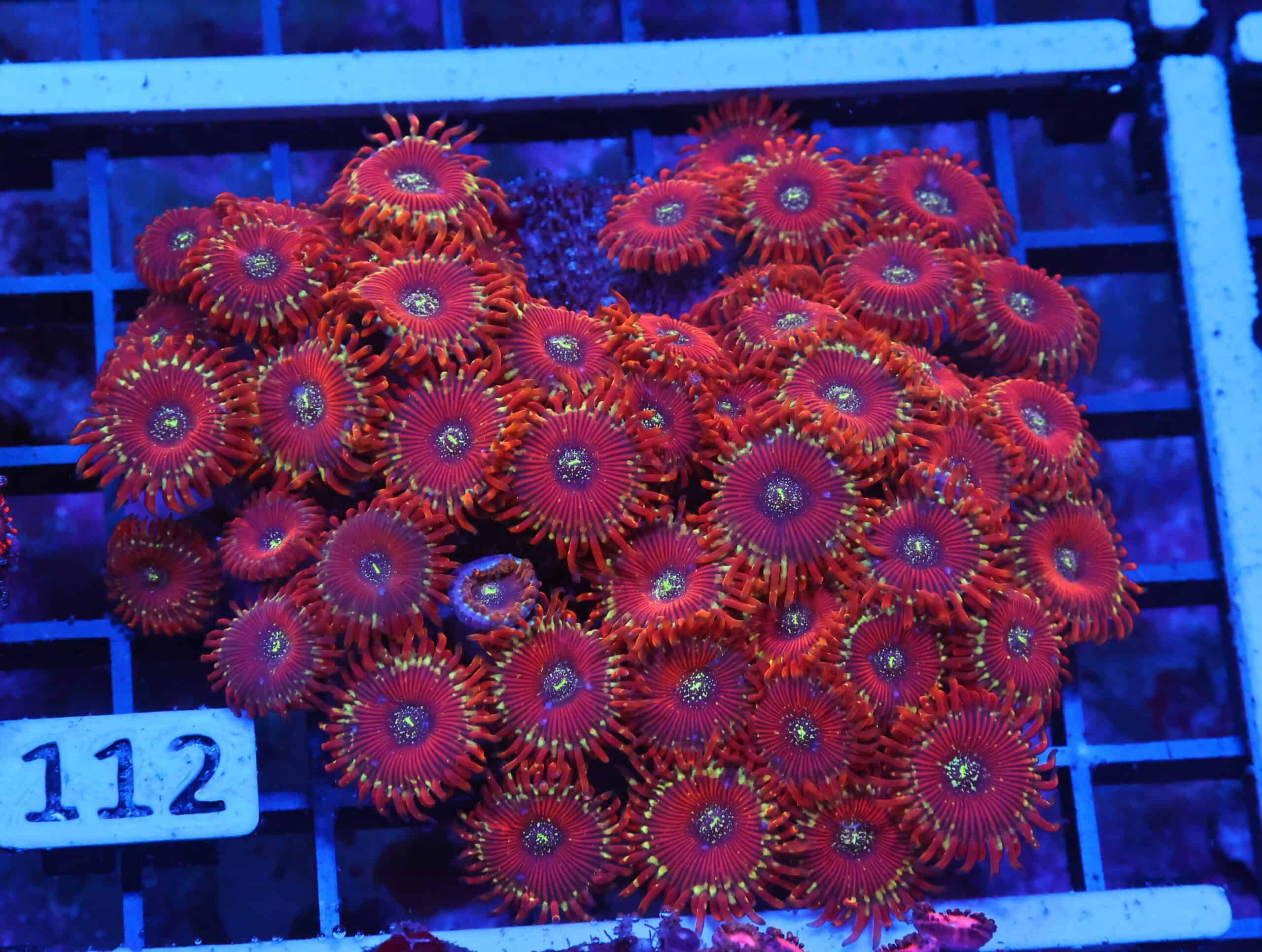 X112 - INDO RED MAGICIAN ZOA