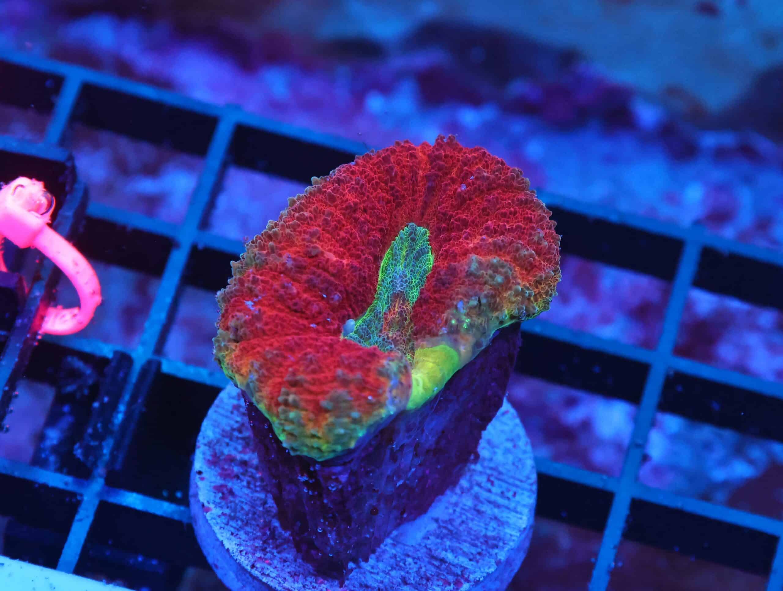 X136 - AUSSIE RAINBOW LOBO CULTURED