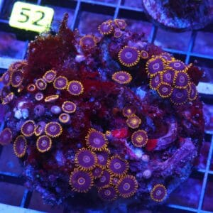 X47 - INDO BLACK HORNET ZOA