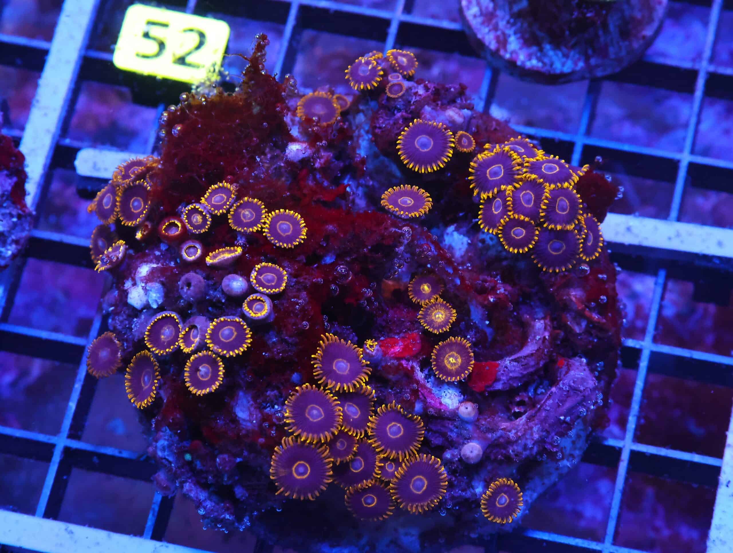 X47 - INDO BLACK HORNET ZOA