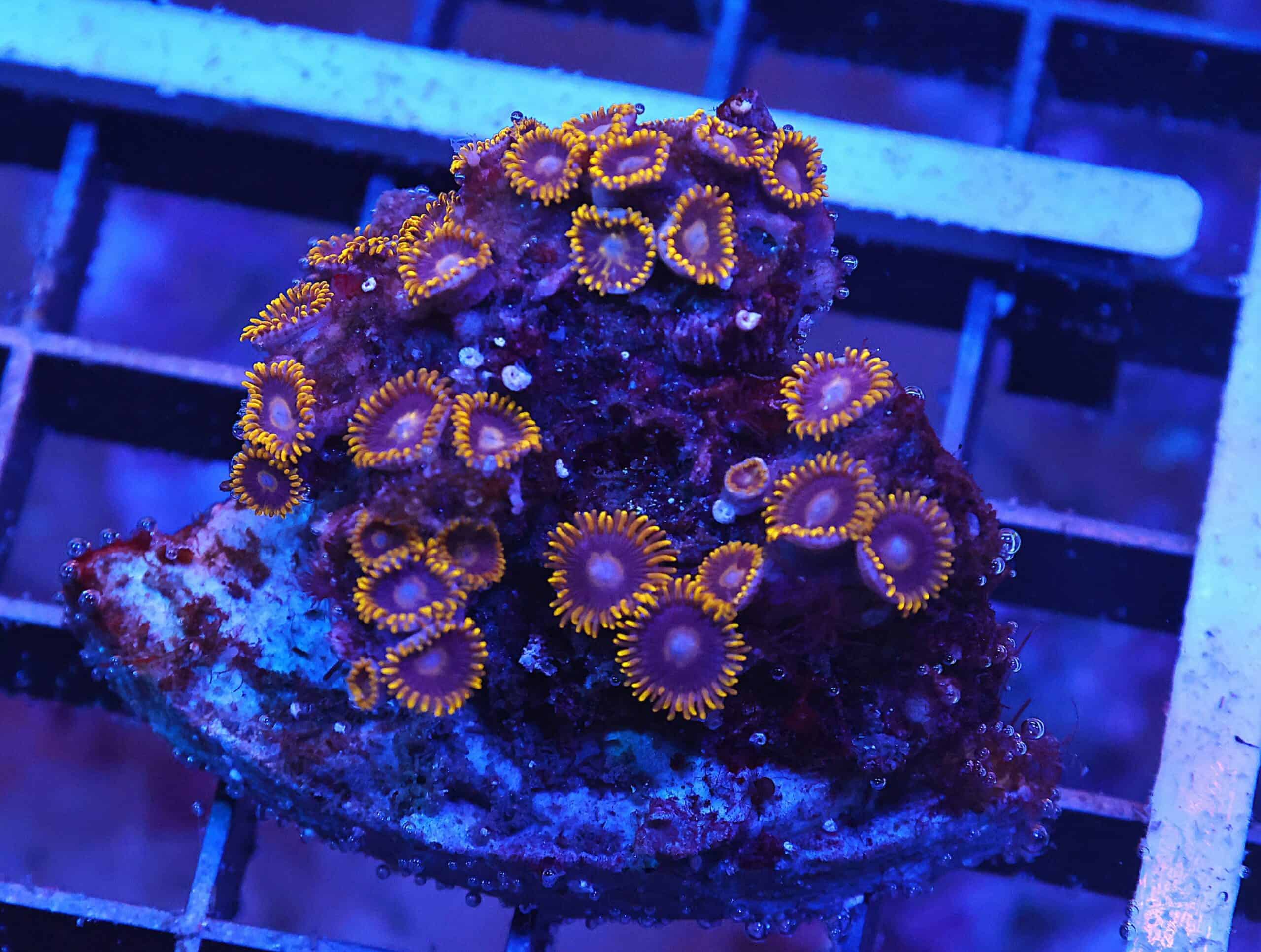 X56 - INDO BLACK HORNET ZOA