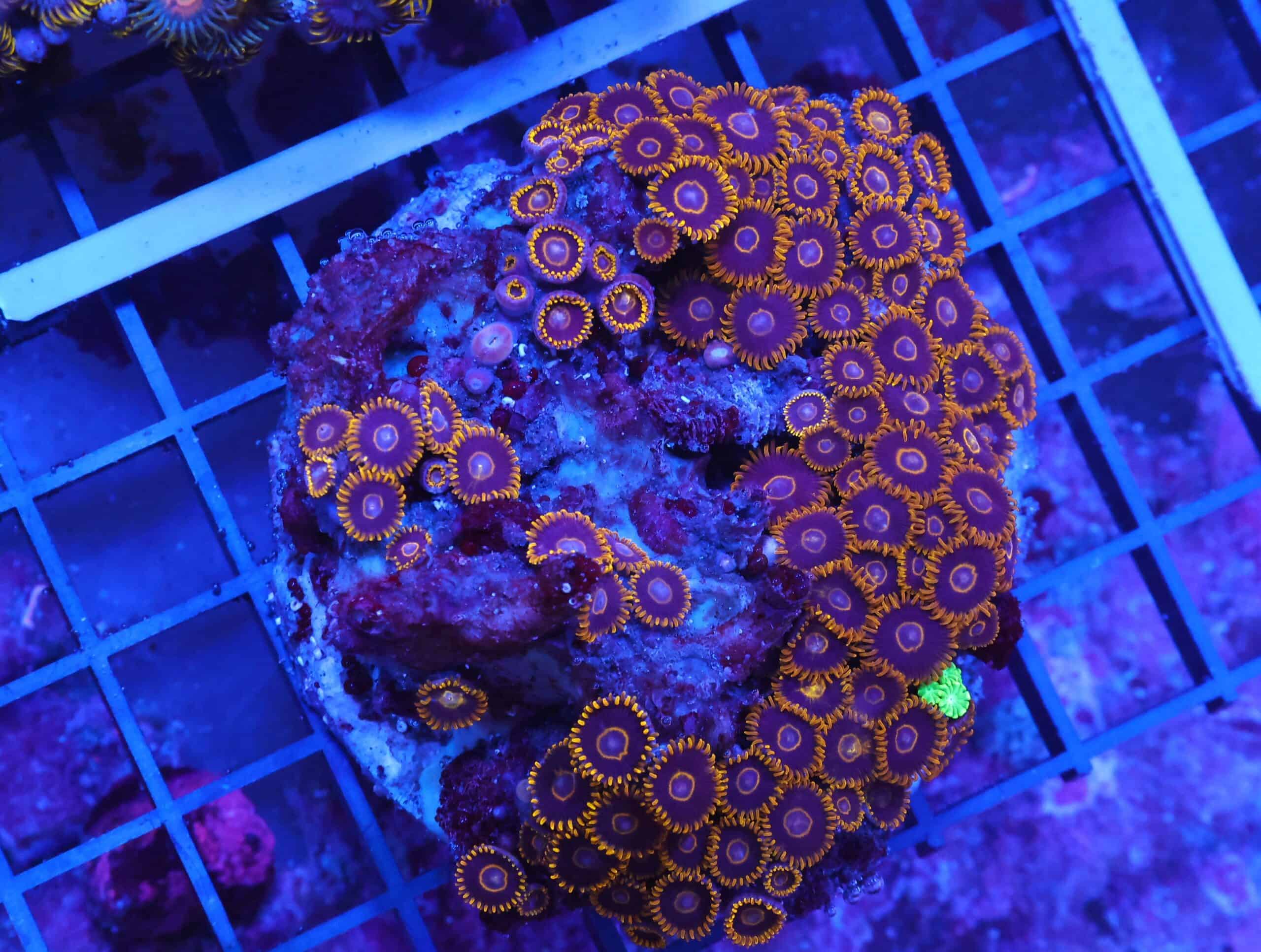 X74 - INDO BLACK HORNET ZOA