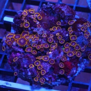 X91 - INDO BLACK HORNET ZOA
