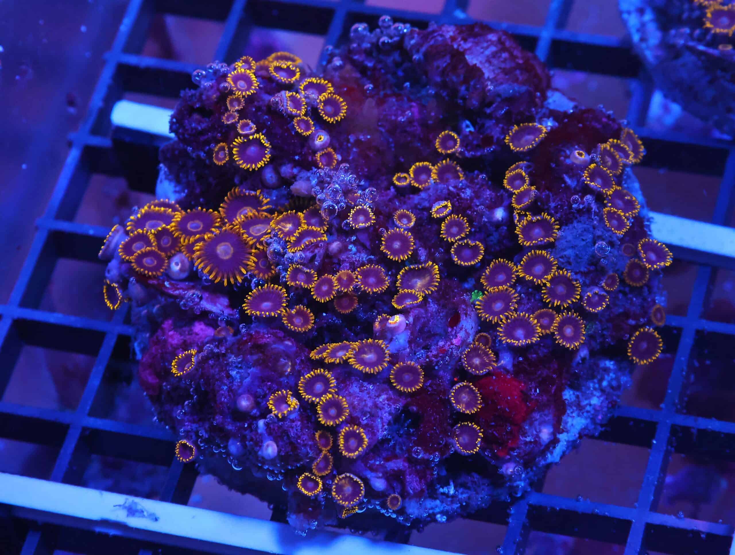 X91 - INDO BLACK HORNET ZOA