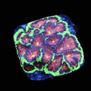 SDC Favia Jabba the Hutt Cult