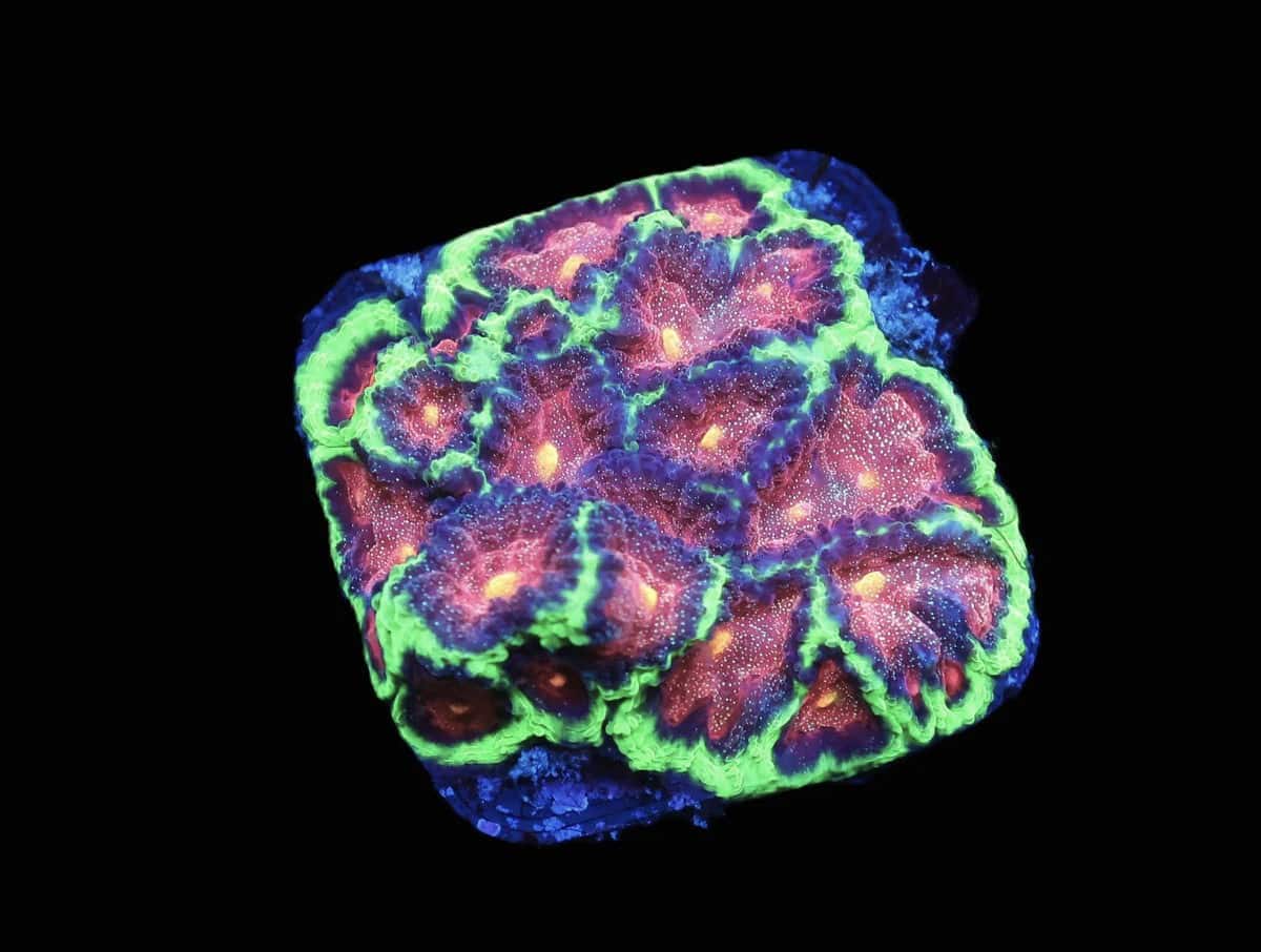 SDC Jabba the Hutt Favia; Cultured - Favia sp